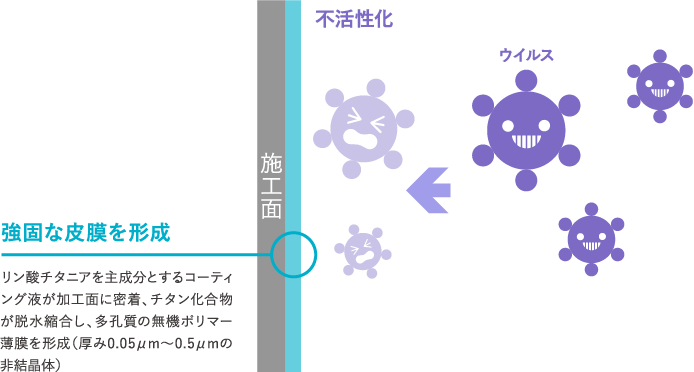 抗菌・抗ウイルスのメカニズム